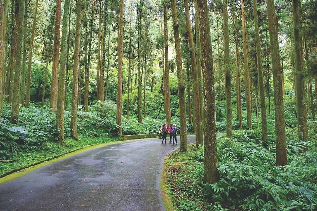 溪頭入園人數穩居全台森林遊樂區第一名。圖/業者提供