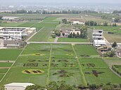 宣傳台中花博　稻田彩繪成景點