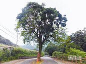 萬里人護老樹　馬路往兩邊開