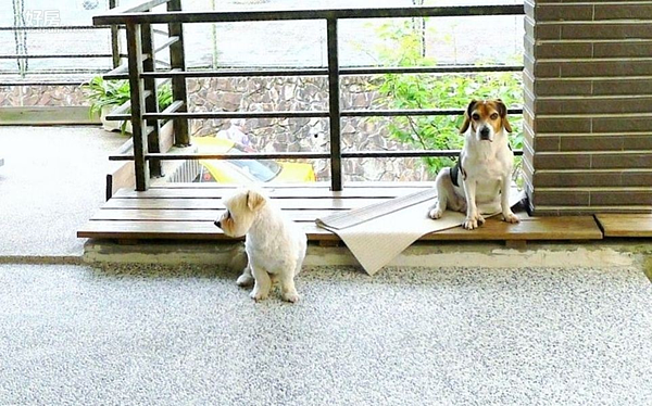 3.寬大的院子養著兩隻可愛的小狗。