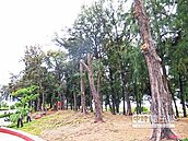 木麻黃遭腰斬　茄萣民眾控黑箱