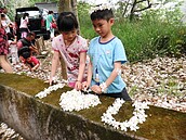 員林藤山步道　桐花飛舞成雪白花瓣海