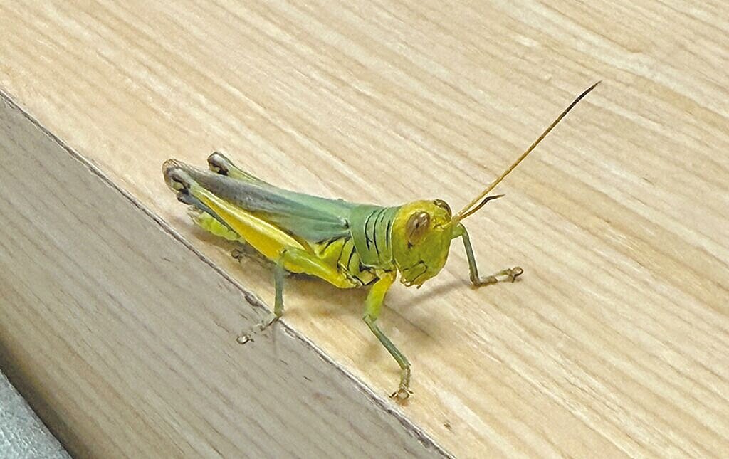 新北市多區近日接連有大批「蝗蟲」出沒,甚至連超商、捷運、公車內都有蹤影。(議員王威元服務處提供/張鎧乙新北傳真)