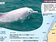 劃白海豚棲息範圍　保育白萌友踏出一大步