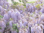 武陵地區紫藤花開　淡紫色小花美麗又浪漫