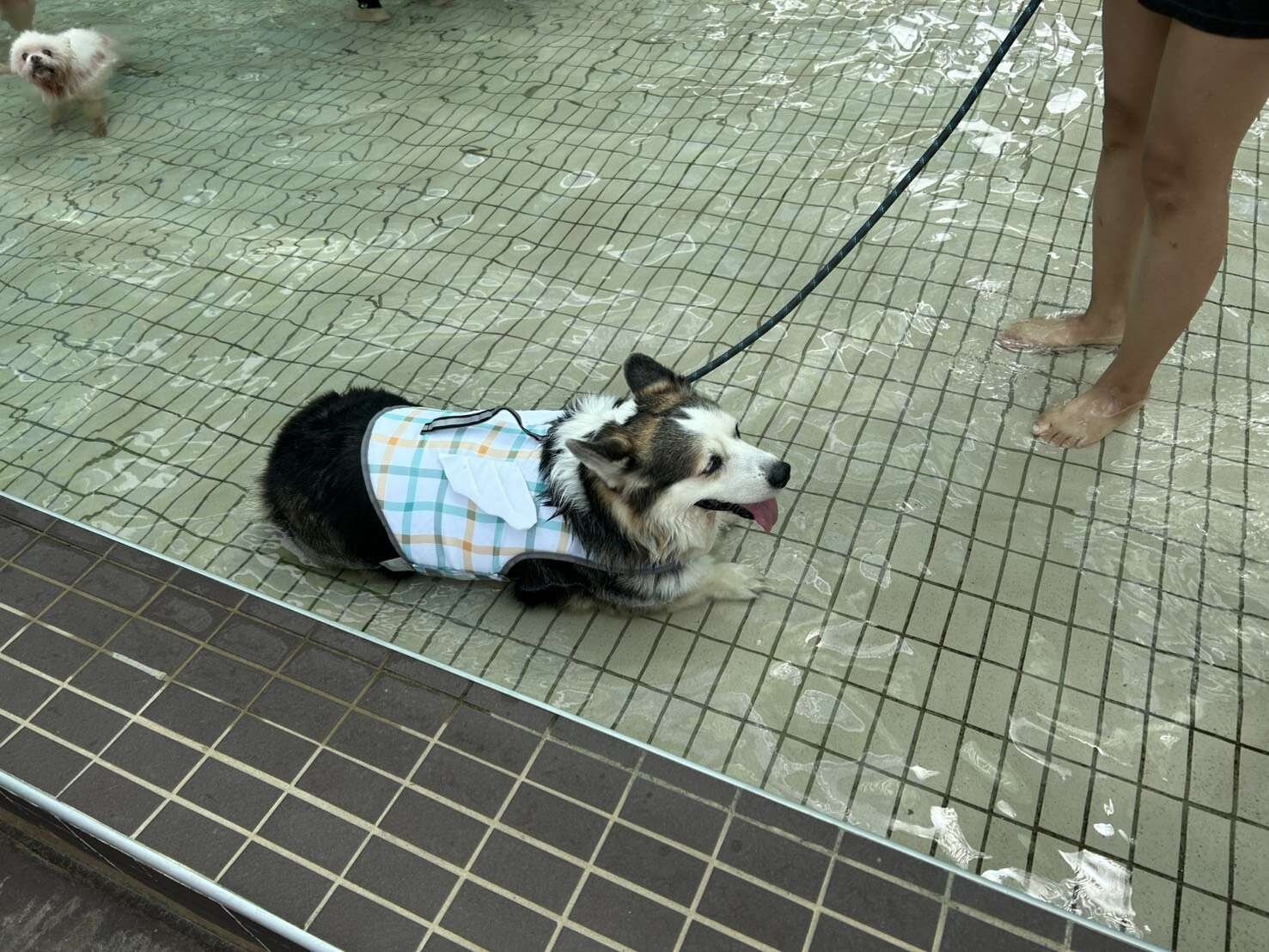 桃園市南昌動物保護教育園區新增全台首座公立「寵物用戲水池」。圖:動保處提供