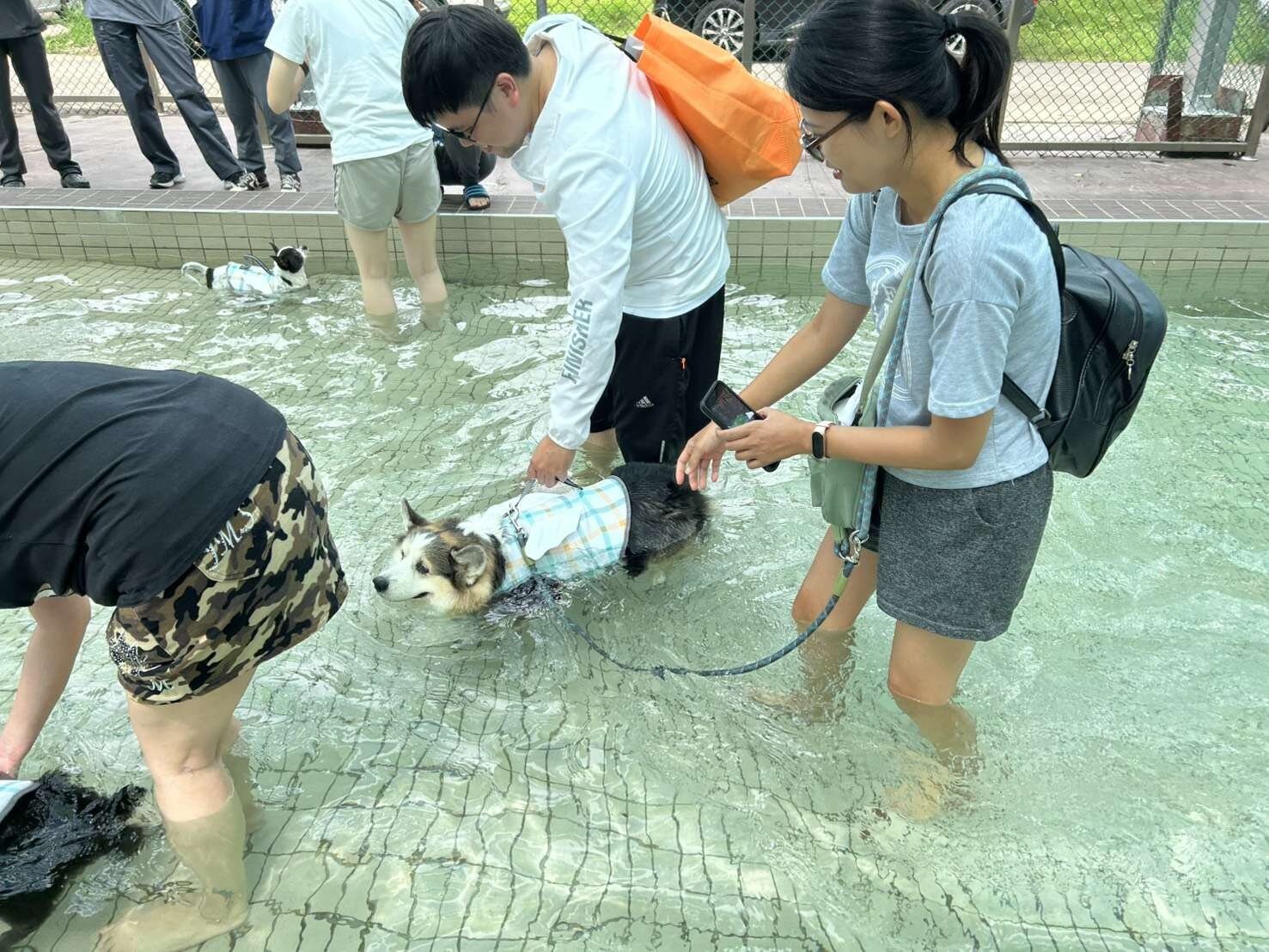 桃園市政府於南昌動保園區新設一座寬長10米、寬4米,總面積約195平方米的寵物用戲水池,最深水區約85公分。圖:動保處提供