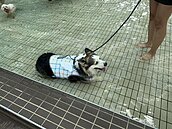 全台第一座公立寵物戲水池在桃園　採線上預約制