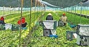 葉菜雨後軟腳價飆　估下旬回穩