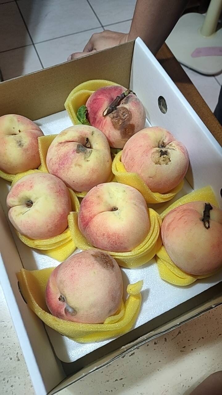 由於近期正值水蜜桃產季尾聲,又受先前颱風外圍環流影響,果農多有提前採收情況。圖:截自臉書爆怨2公社