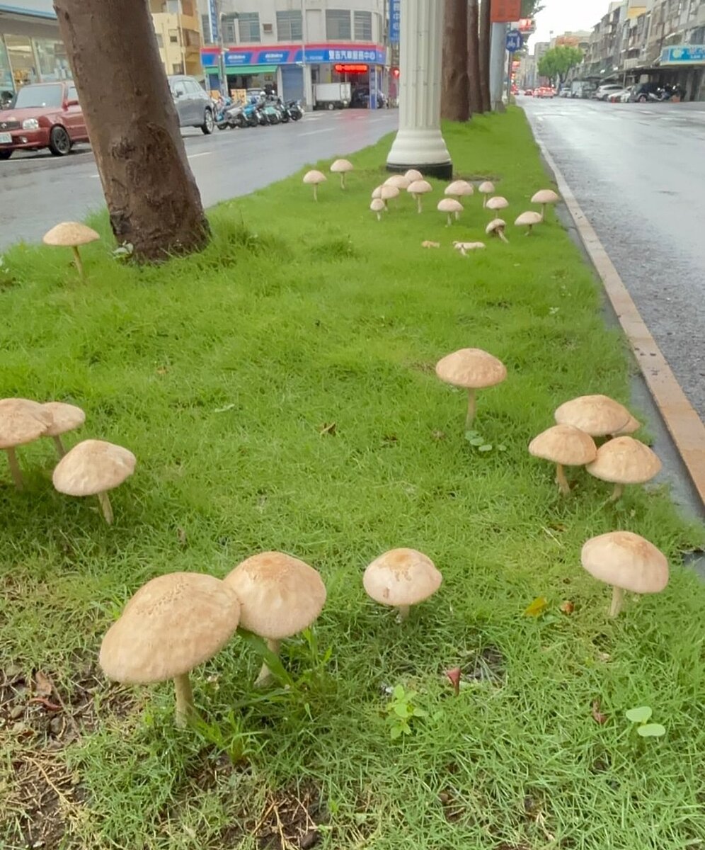 高雄市連日大雨,有民眾發現不少道路的中央分隔島草皮上長出蕈菇,據了解,該菇是有毒菇類「綠褶菇」,是台灣最常引起中毒的菇類。圖/聯合報記者宋原彰翻攝