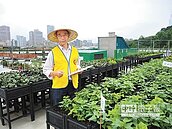 頂樓闢農場　銀髮族體驗農家樂