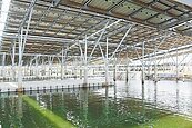 光電搶地　漁民租嘸魚塭難維生