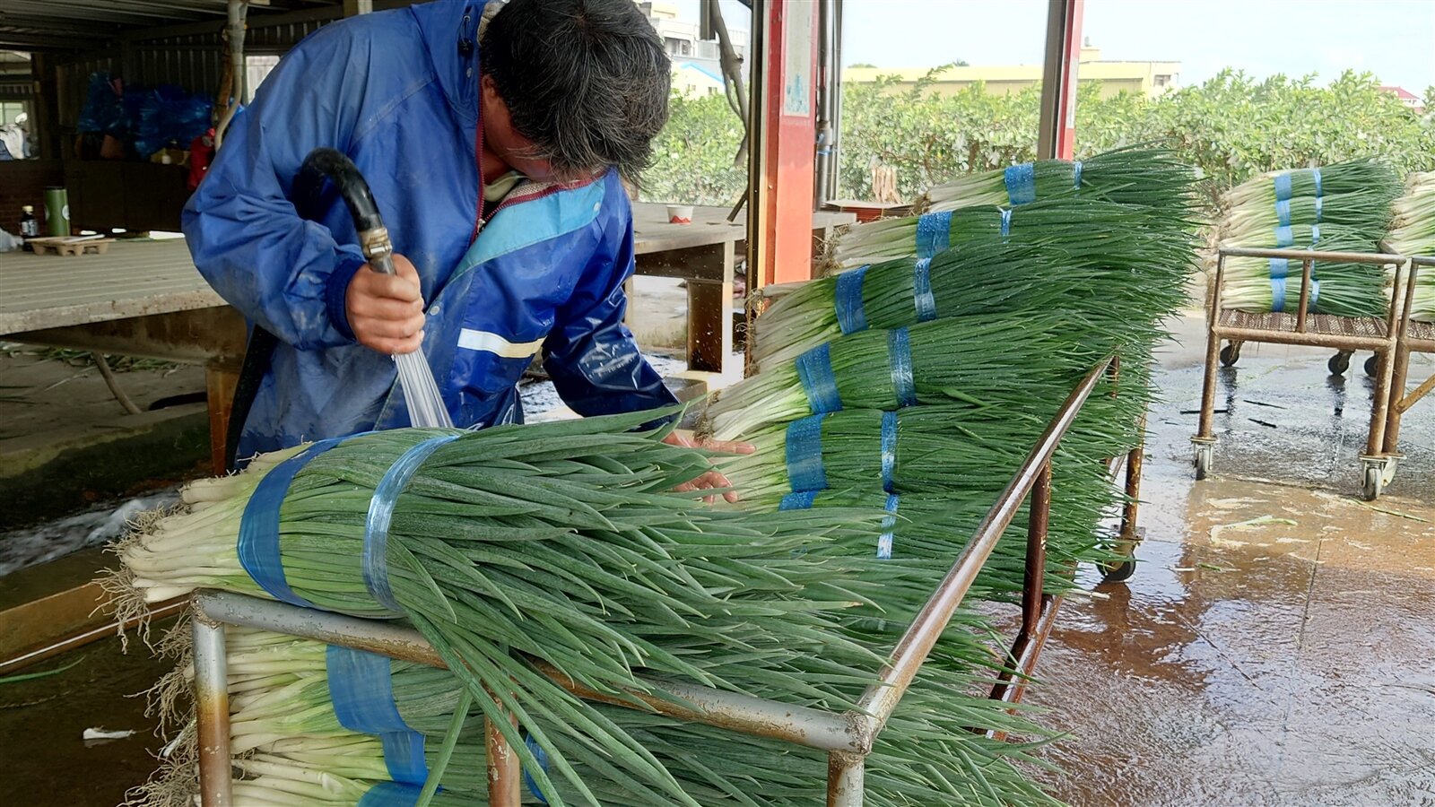 彰化縣是全台青蔥最大產地，「漂亮健康」的青蔥產量減少，農民都很珍惜。記者簡慧珍／攝影 