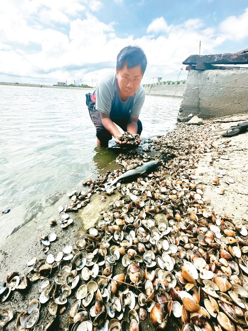雲林口湖鄉文蛤養殖區,豪雨沖淡海水,造成水質鹽度變淡,文蛤大量死亡,業者叫苦連天。記者蔡維斌/攝影
