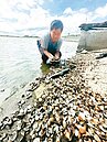 0728豪雨重創　水質遭沖淡　雲林文蛤死逾9成