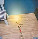 基隆社區遊戲室　龜殼花咬傷5歲童