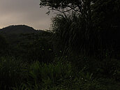 大雨澆不熄賞螢熱情　新店屈尺地區螢光點點