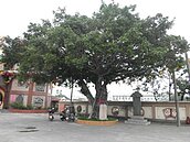 保護台中珍貴老樹　農業局請專家把脈