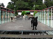 台中流浪狗達3萬5千隻　后里將規劃收容中心