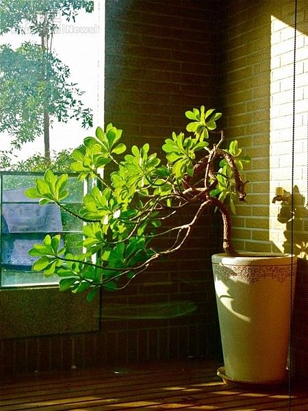 郭蘅祈巧妙地讓綠意分散家中各角落,心曠神怡創作好音樂。