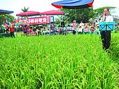 操場裡闢田　樂業辦稻香音樂會