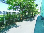 欒樹理光頭　八德「綠色隧道」沒了