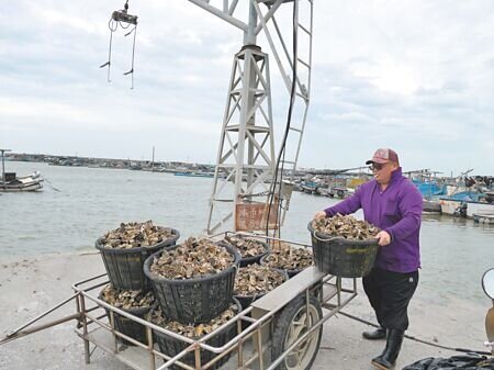 
楊柳颱風來襲，海巡單位13日上午8點進行雲林港口管制，部分漁民擔心牡蠣受損，一大早就出海搶收，趕在8點前回港。（張朝欣攝）
