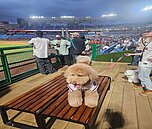 帶毛小孩看比賽！桃園棒球場寵物專區8／22啟用　門票這天開賣