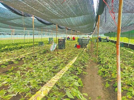 雲林葉菜產區受7月底至8月初暴雨重創,能採收的大多已收完,目前短期葉菜有一大斷層。(周麗蘭攝)