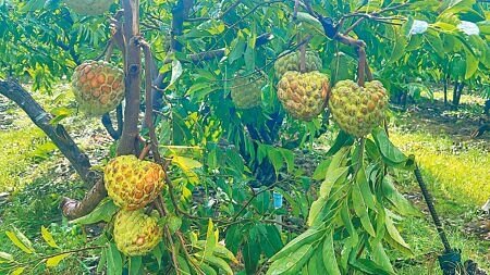 楊柳颱風自台東縣太麻里鄉登陸,強風橫掃當地釋迦園,少數倖存果實表面受損、賣相不佳,貶為價格較低的B級果。(蕭嘉蕙攝)