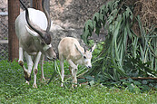 《熊愛媽咪親一下》　壽山動物園免費入園