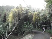 大坑樹林染「綠色之癌」　蔓澤蘭披覆侵蝕