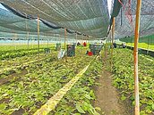 西螺果菜市場　交易價比台北高