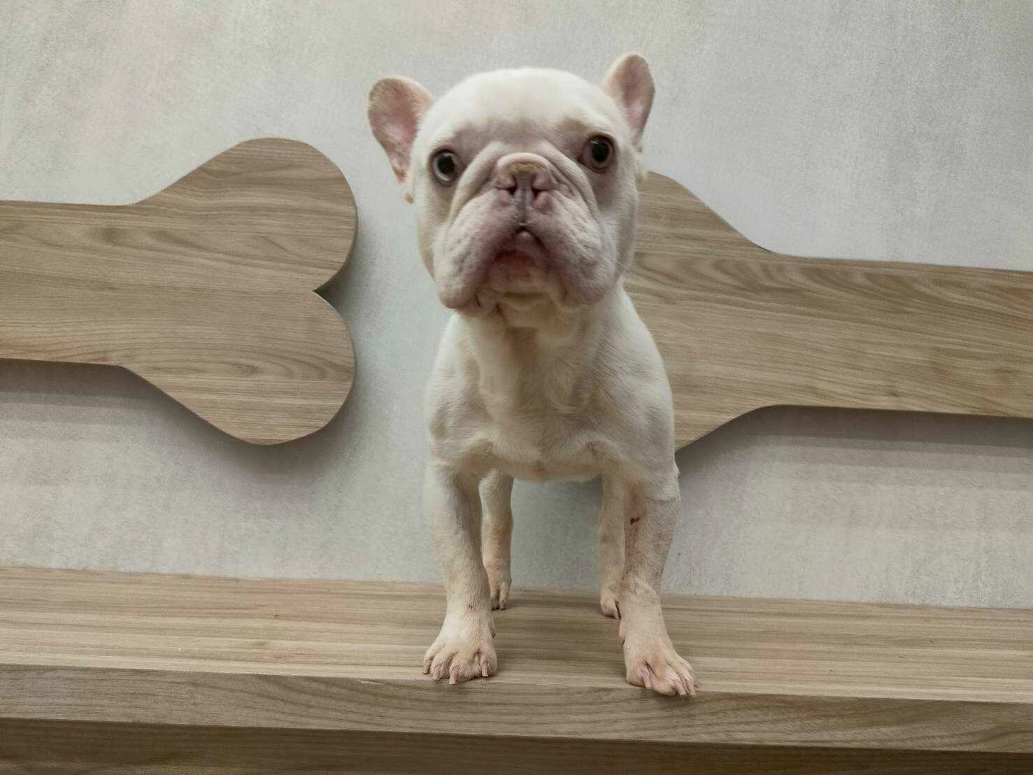 第一批法國鬥牛犬共16隻,已辦理入園並上網公告開放認養。圖:動保處提供