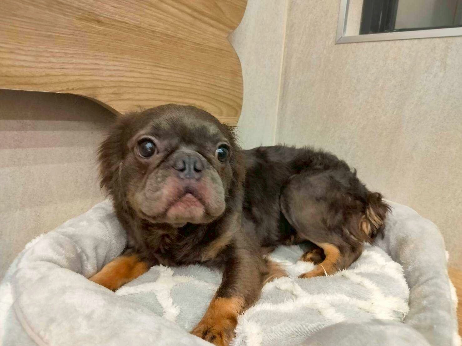 桃園動保處今日開放第一波共6隻法國鬥牛犬抽籤認養。圖:動保處提供