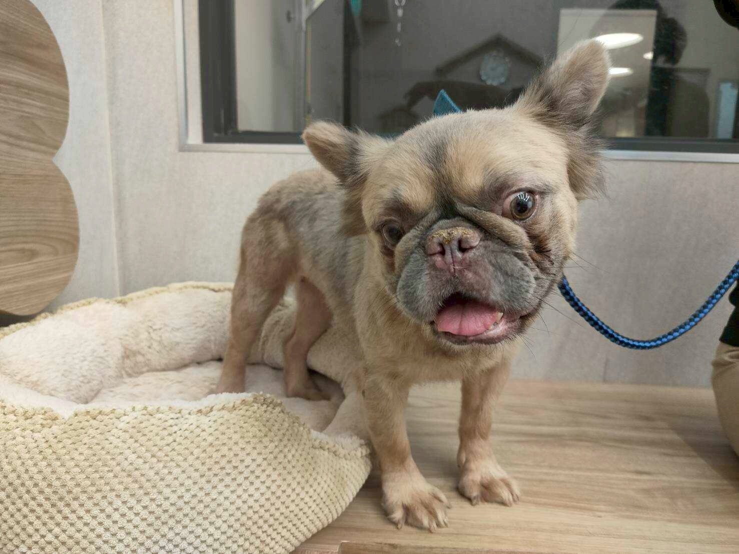 民眾可至「桃園市動物保護教育園區」網站查詢最新資訊與犬隻詳細資料。圖:動保處提供