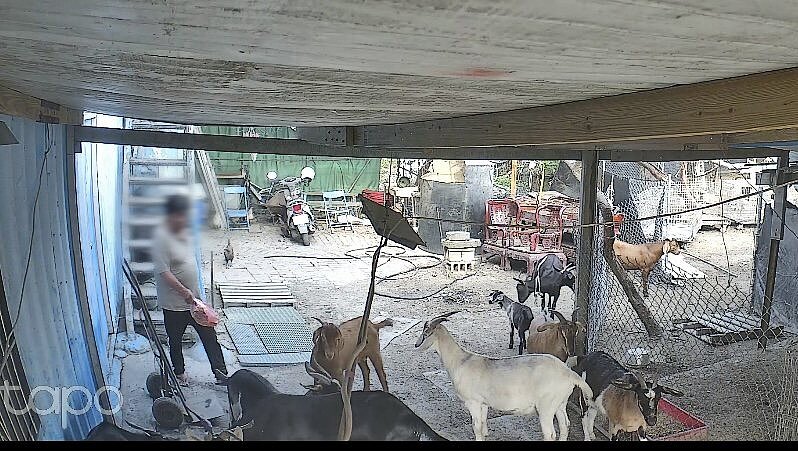 彰化縣秀水鄉一處飼羊場今年四月間短短數日內120隻羊暴斃,飼主根據監視畫面指控地主潛入羊舍投放劇毒農藥托福松,但地主否認。圖/讀者提供