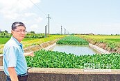 布袋蓮增生　雲林大排汛期恐釀災