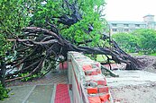 雨太大！板橋江翠國小榕樹傾倒
