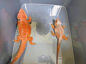 超商包裹竄出鬆獅蜥　買家挨罰1萬