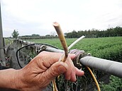 銅物料飆漲　北斗竊賊囂張