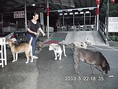 3.5萬流浪貓狗流竄　台中市府傷腦筋