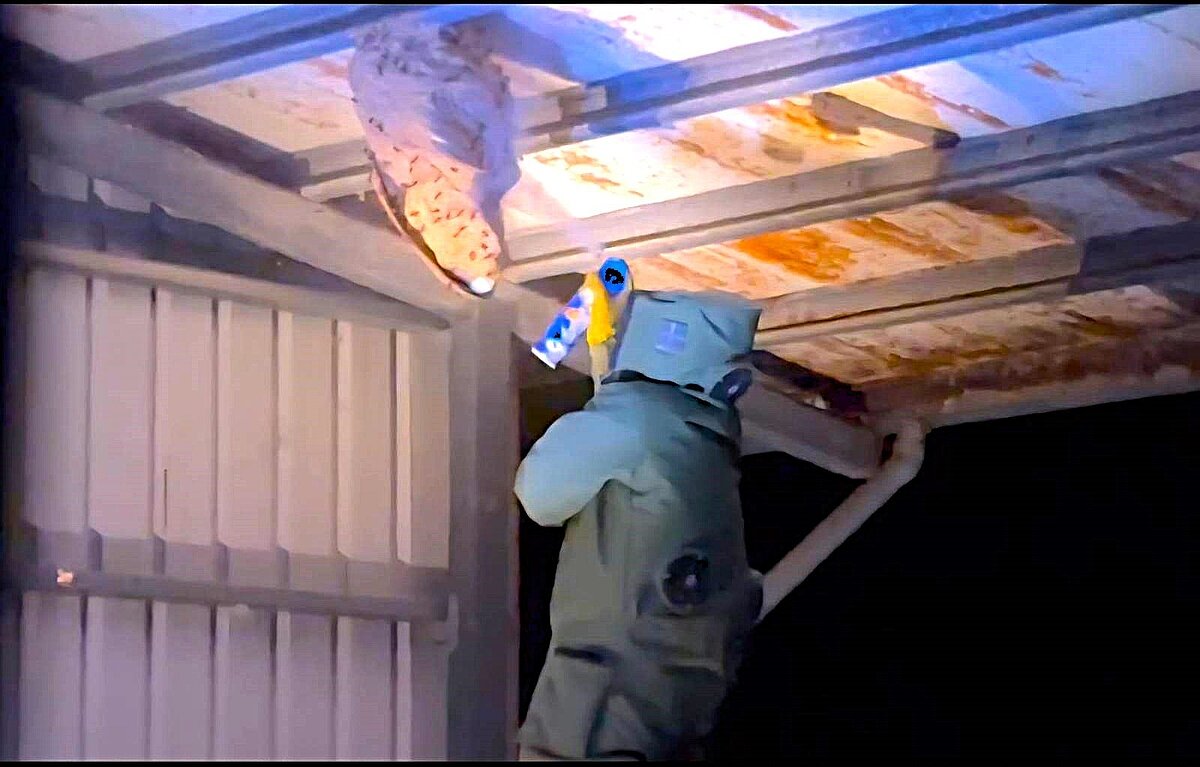 2年前瑞芳釀2死黃腳虎頭蜂，藏身基隆民宅比籃球大急拆。記者游明煌／翻攝