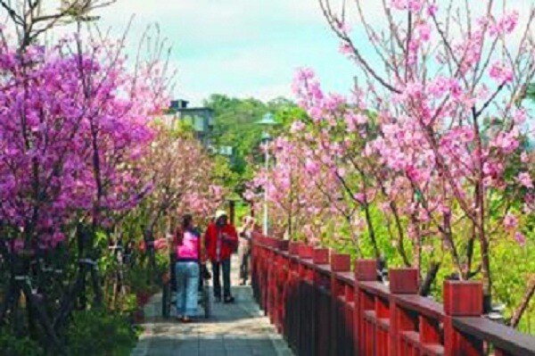 東湖櫻花步道