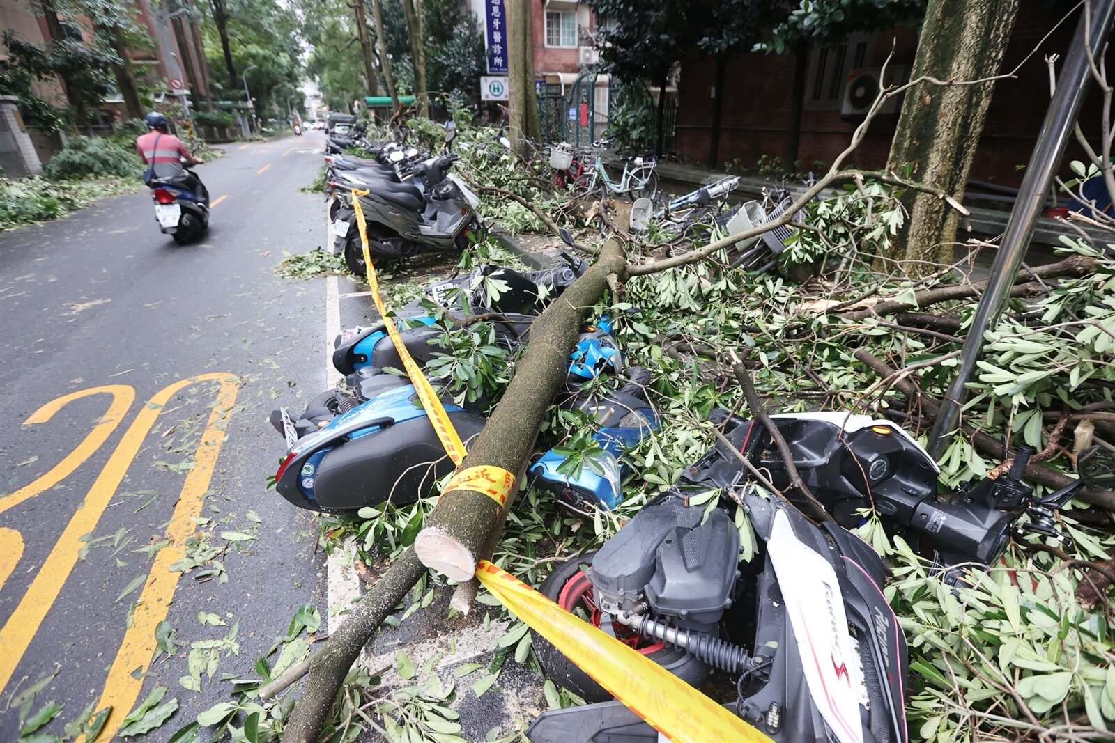 行道樹是城市景觀的一環,樹木管理相當重要,圖為颱風過後街頭行道樹傾倒情況。本報資料照片