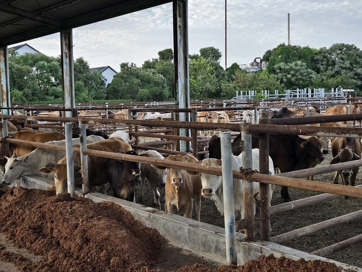 看好臺灣龐大的牛肉市場,及金門擁有廉價高梁酒糟與休耕土地可種植牧草供應等優勢,金門縣政府在2006年推動「酒糟養牛計畫」。圖/聯合資料照片