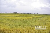 雨灌一期稻　農民心血泡湯