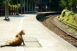 來這裡看貓、拍貓就好，千萬不要欺負牠們喔。(好房記者張聖奕/攝影)