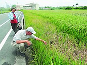 整排枯死　土庫、虎尾出現毒稻賊